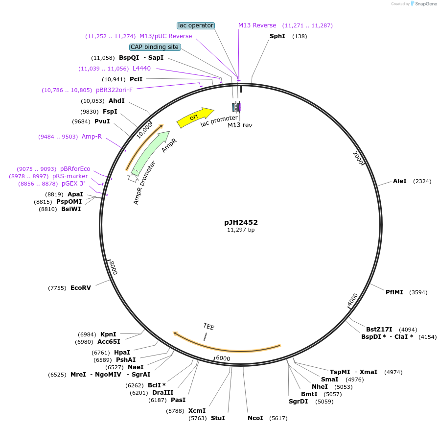 179206-plasmid-map-sequence-id-354910