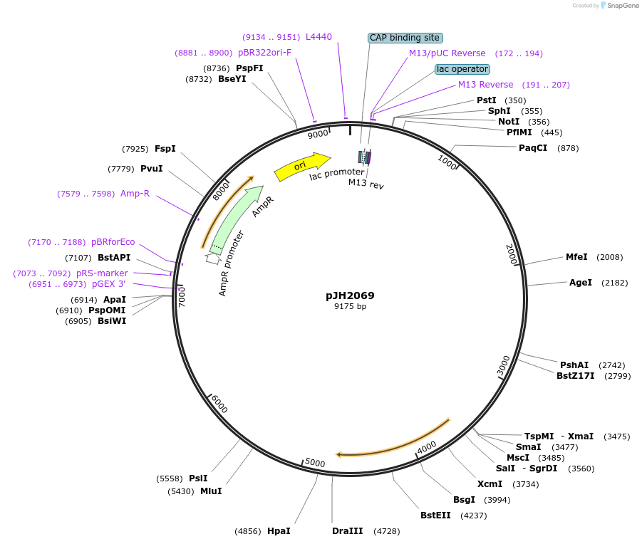 179224-plasmid-map-sequence-id-354912