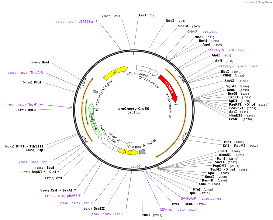 180238-plasmid-map-sequence-id-354914