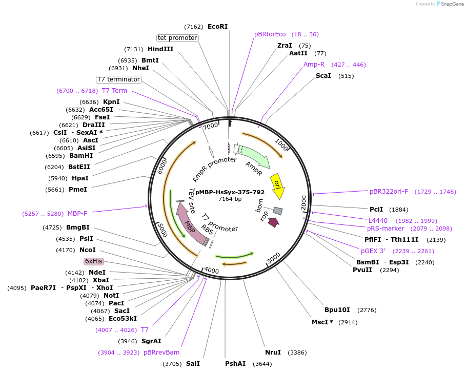 179291-plasmid-map-sequence-id-354915
