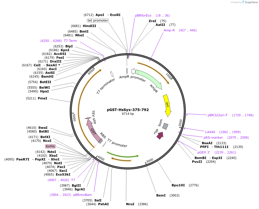 179292-plasmid-map-sequence-id-354918