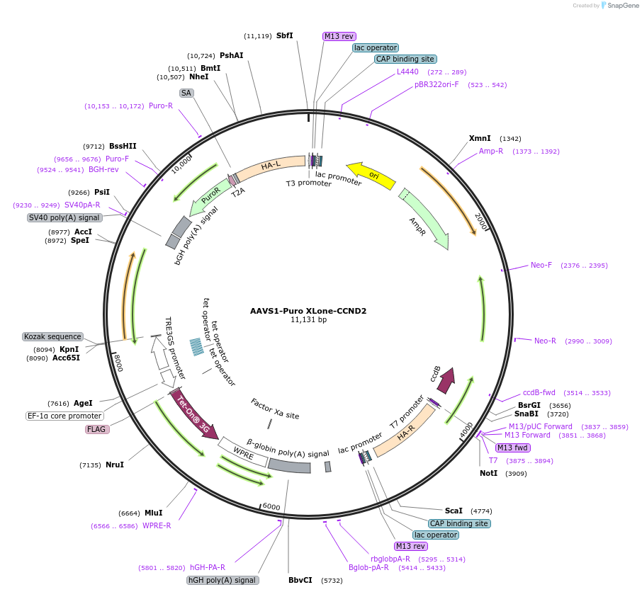 179845-plasmid-map-sequence-id-354923