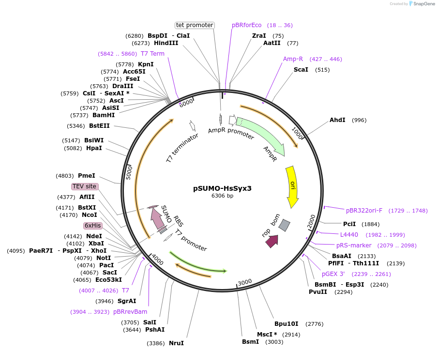 179288-plasmid-map-sequence-id-354924