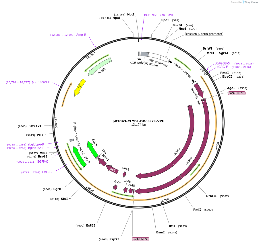 158091-plasmid-map-sequence-id-354929