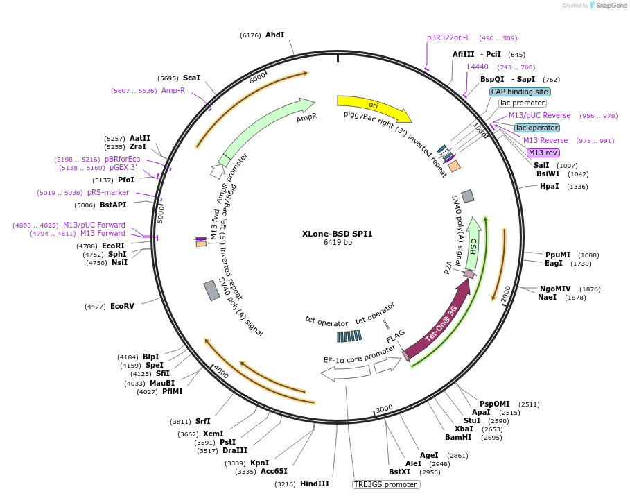 179514-plasmid-map-sequence-id-354944