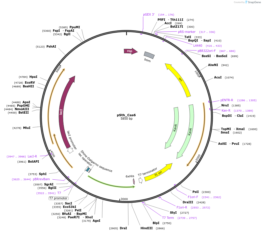 178779-plasmid-map-sequence-id-354960
