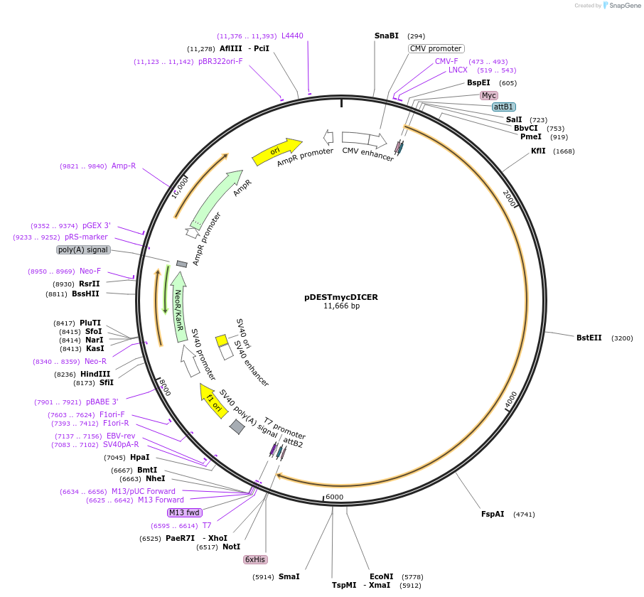 19873-plasmid-map-sequence-id-354961