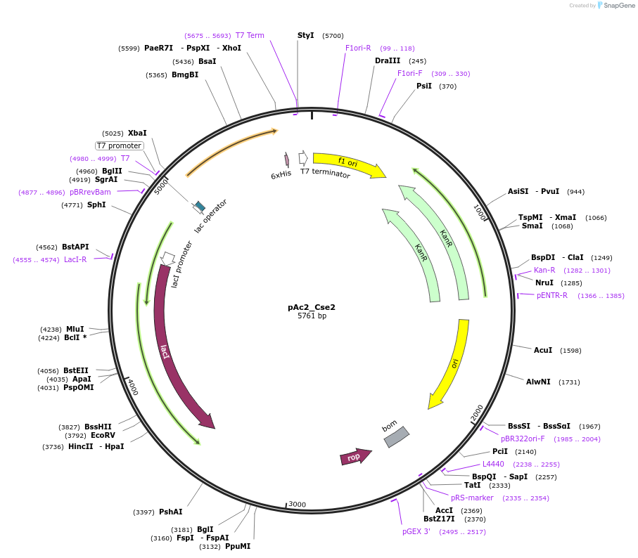 178736-plasmid-map-sequence-id-354962