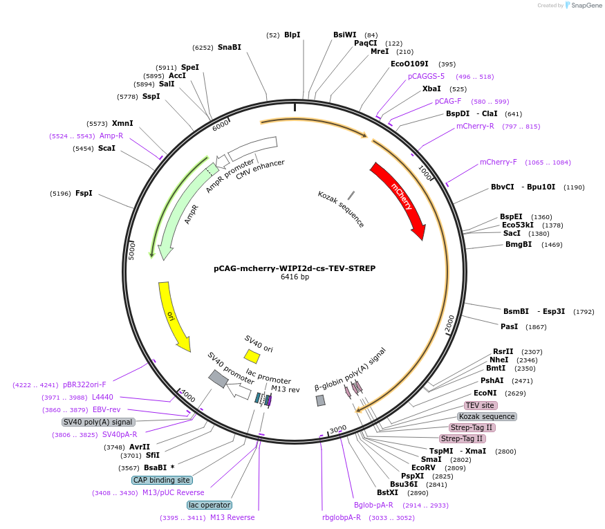 178912-plasmid-map-sequence-id-354965