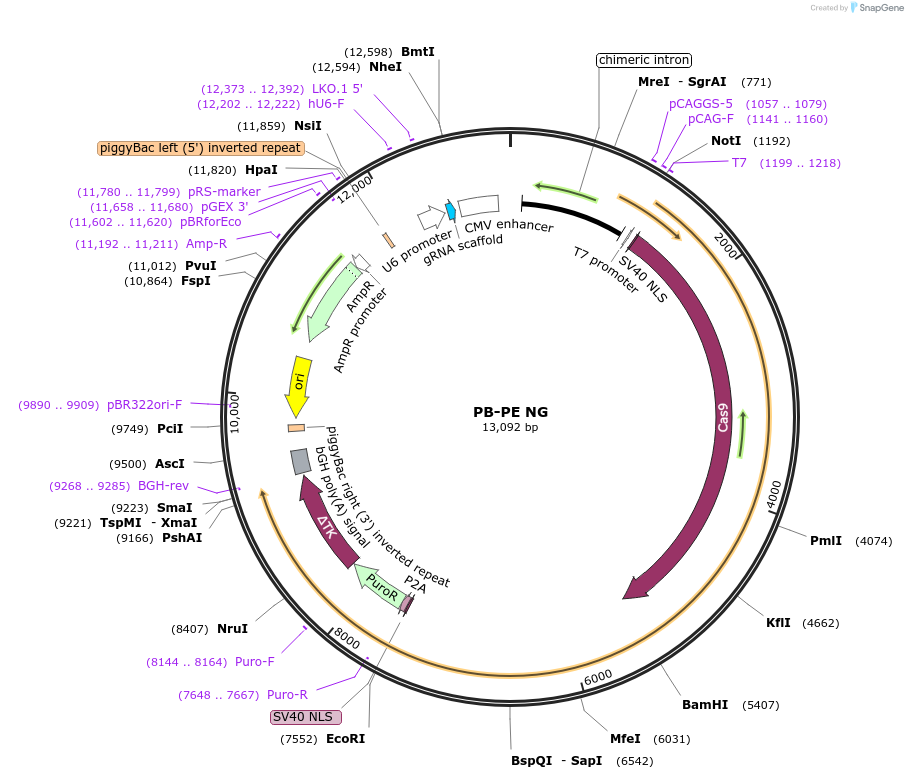 174554-plasmid-map-sequence-id-354966