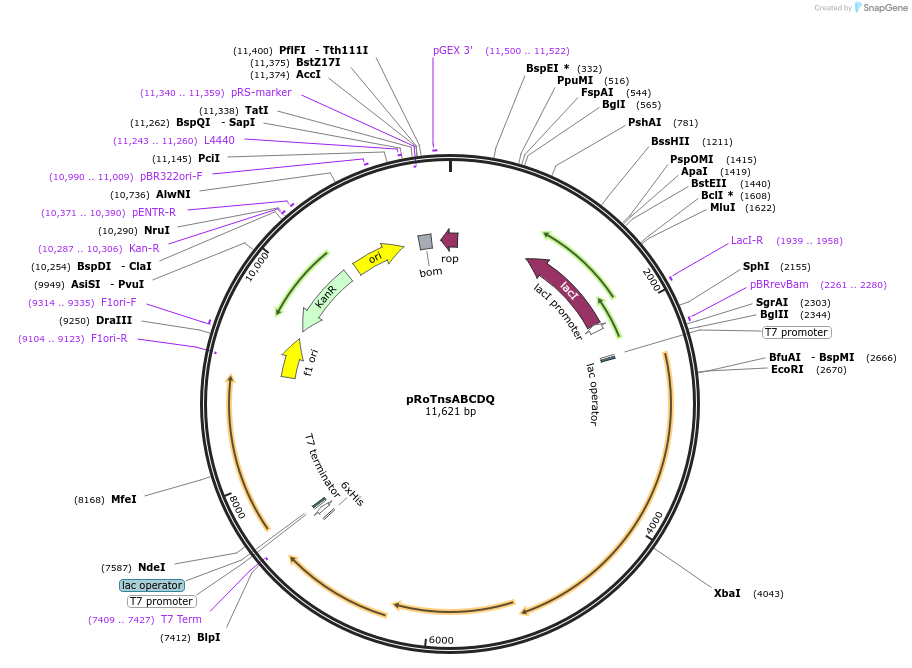 178772-plasmid-map-sequence-id-354969