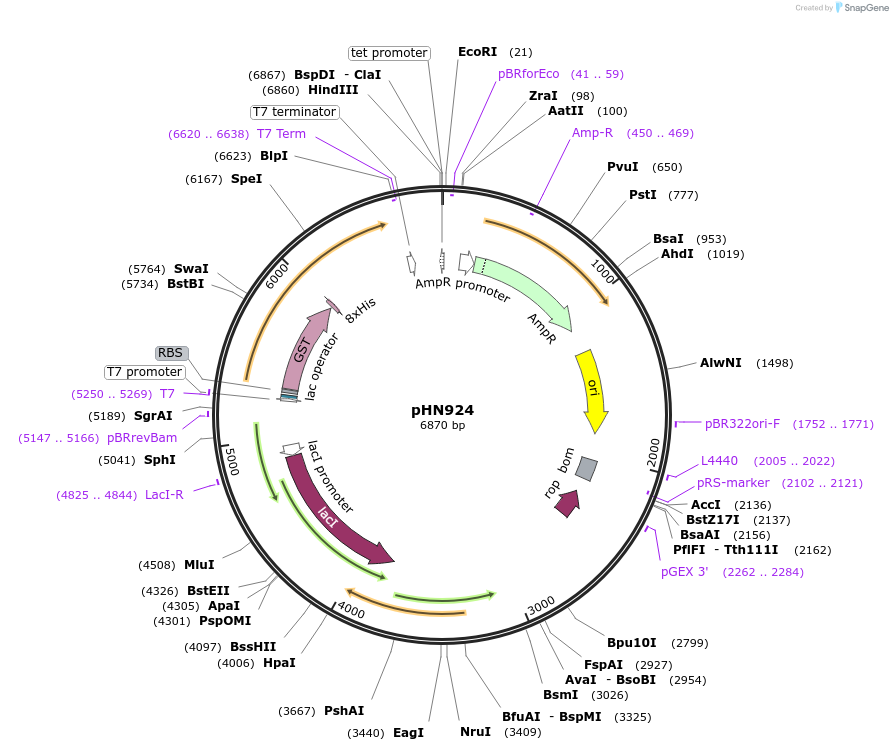 178885-plasmid-map-sequence-id-354971
