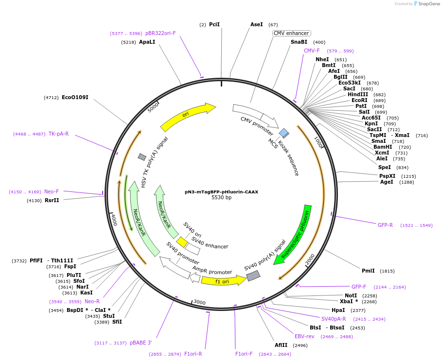 178345-plasmid-map-sequence-id-354972
