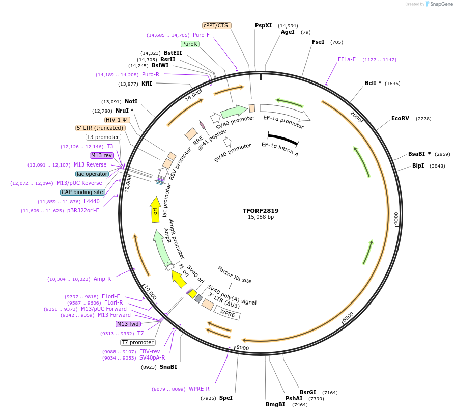 144246-plasmid-map-sequence-id-354976
