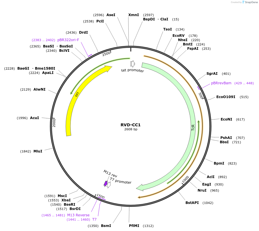 173296-plasmid-map-sequence-id-354979