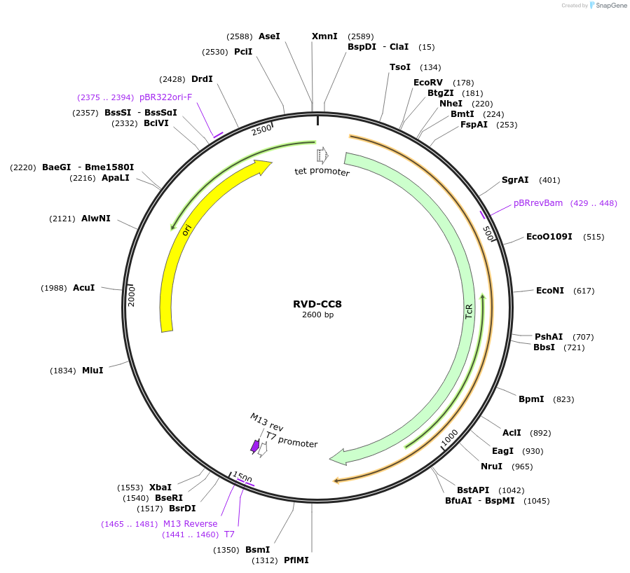173303-plasmid-map-sequence-id-354990