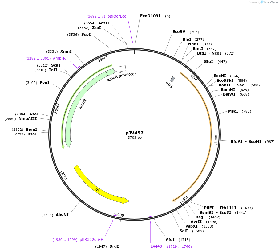 180080-plasmid-map-sequence-id-355025