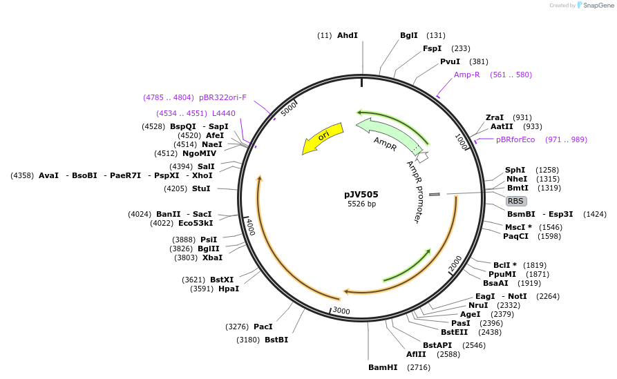 180078-plasmid-map-sequence-id-355026