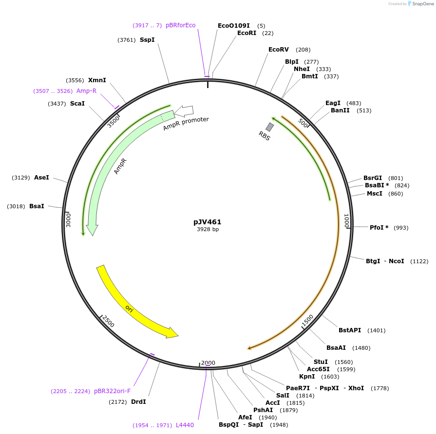 180081-plasmid-map-sequence-id-355028