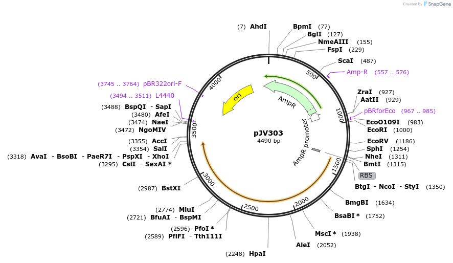 180079-plasmid-map-sequence-id-355029