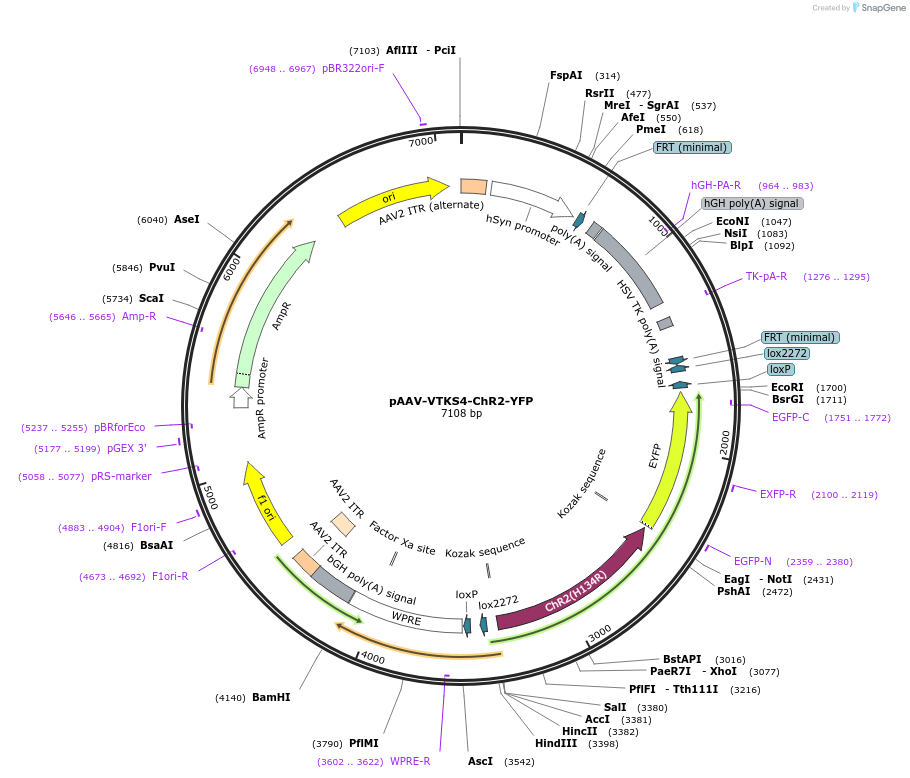 178724-plasmid-map-sequence-id-355030