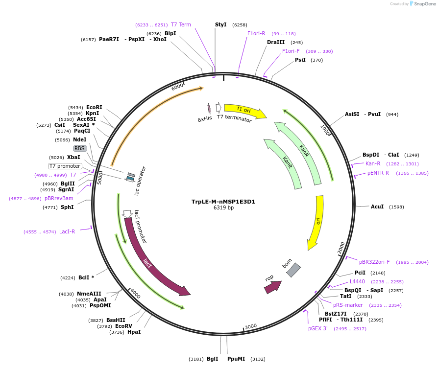 179949-plasmid-map-sequence-id-355031