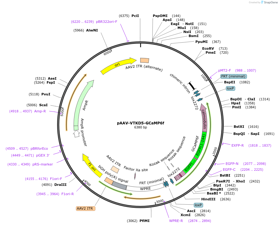 178728-plasmid-map-sequence-id-355032