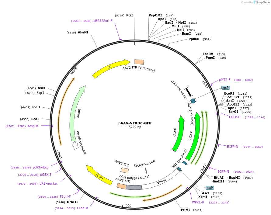 178711-plasmid-map-sequence-id-355033