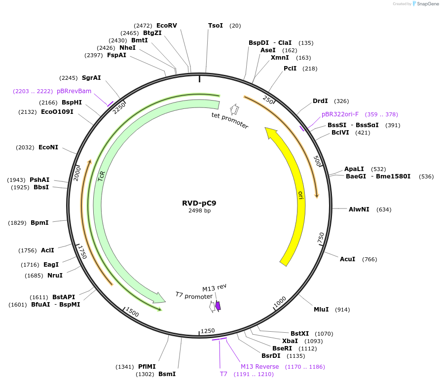 173306-plasmid-map-sequence-id-355037
