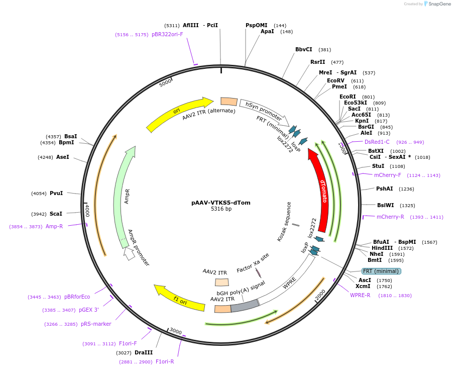 178719-plasmid-map-sequence-id-355039