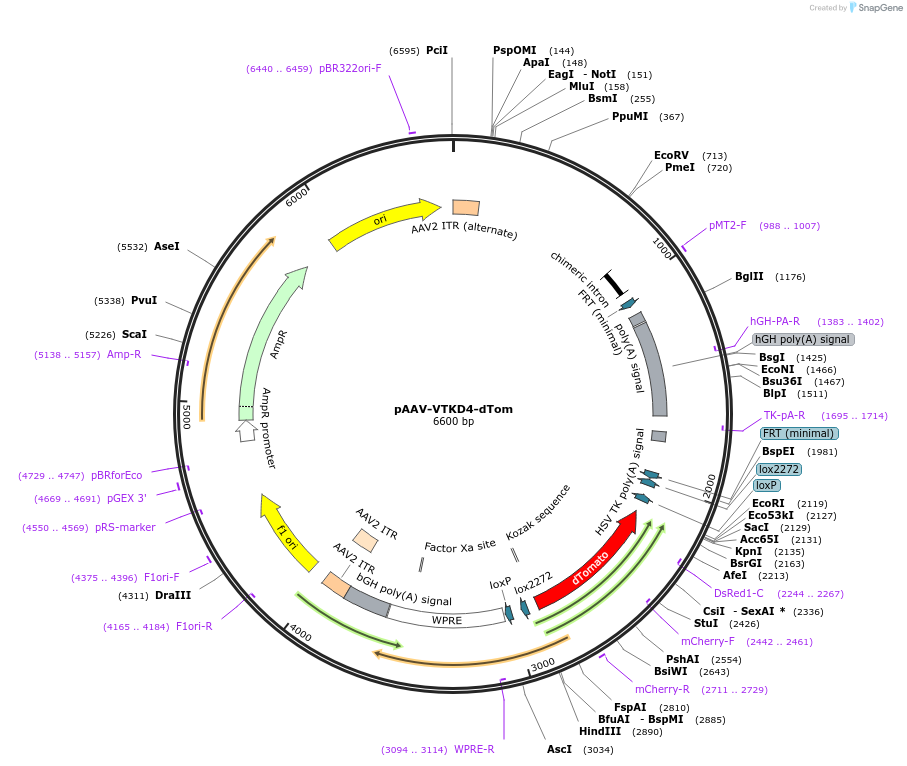 178715-plasmid-map-sequence-id-355040