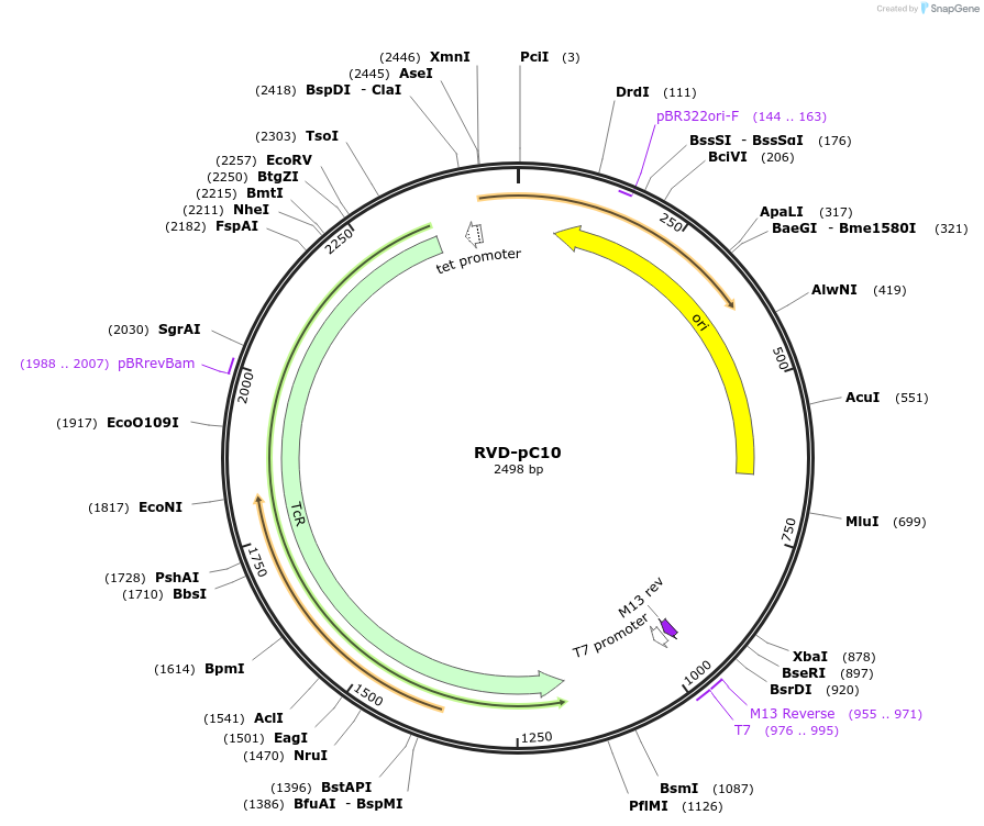 173307-plasmid-map-sequence-id-355041