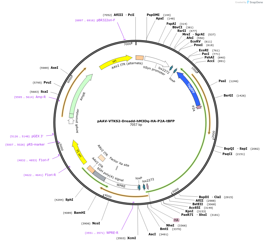 178707-plasmid-map-sequence-id-355043