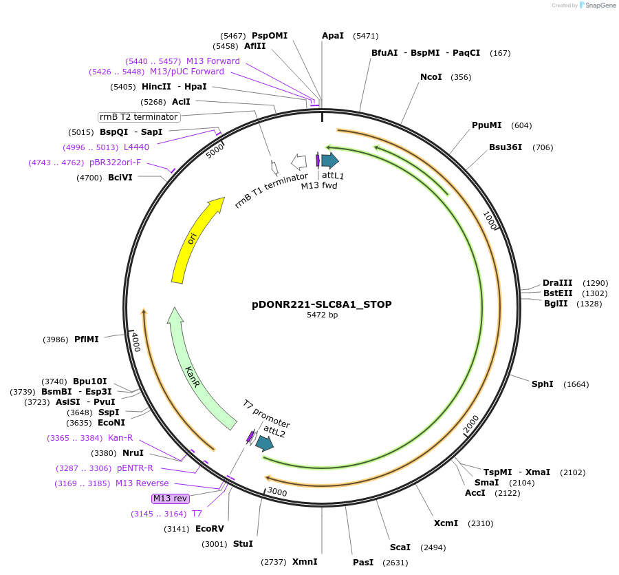 161328-plasmid-map-sequence-id-355045