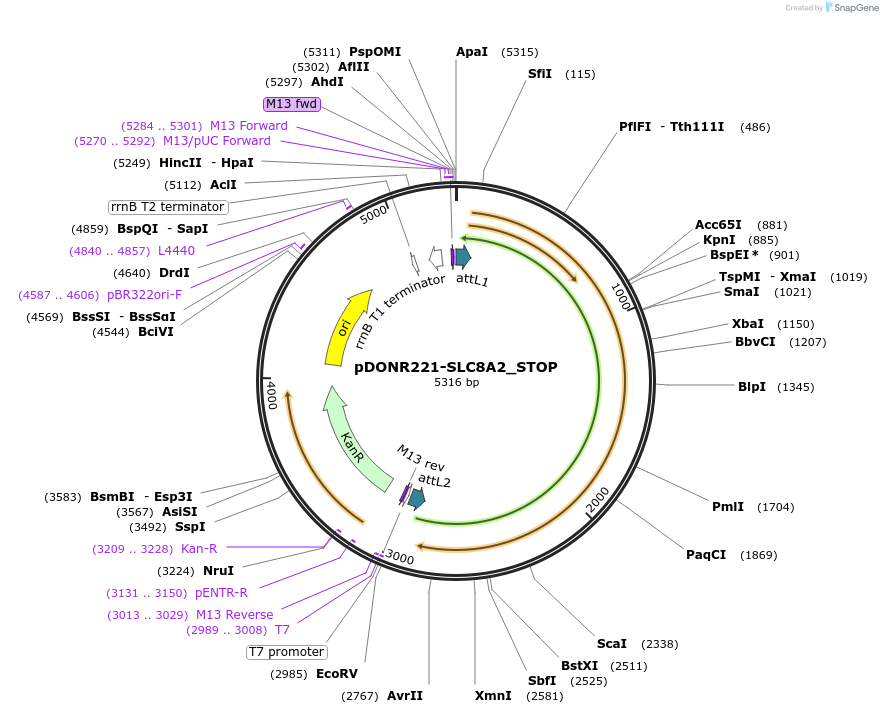 161340-plasmid-map-sequence-id-355046