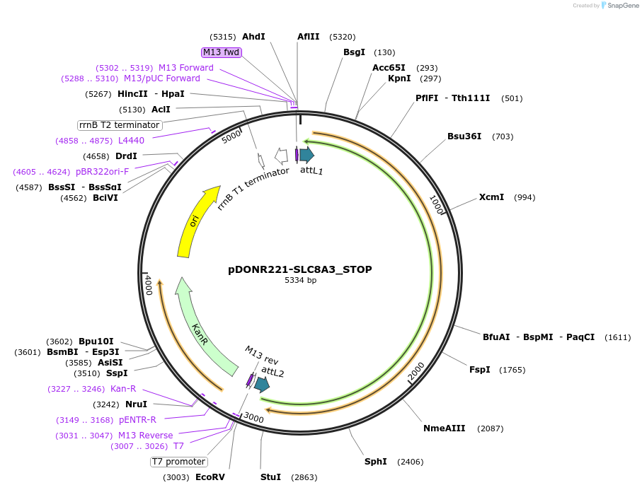 161352-plasmid-map-sequence-id-355047