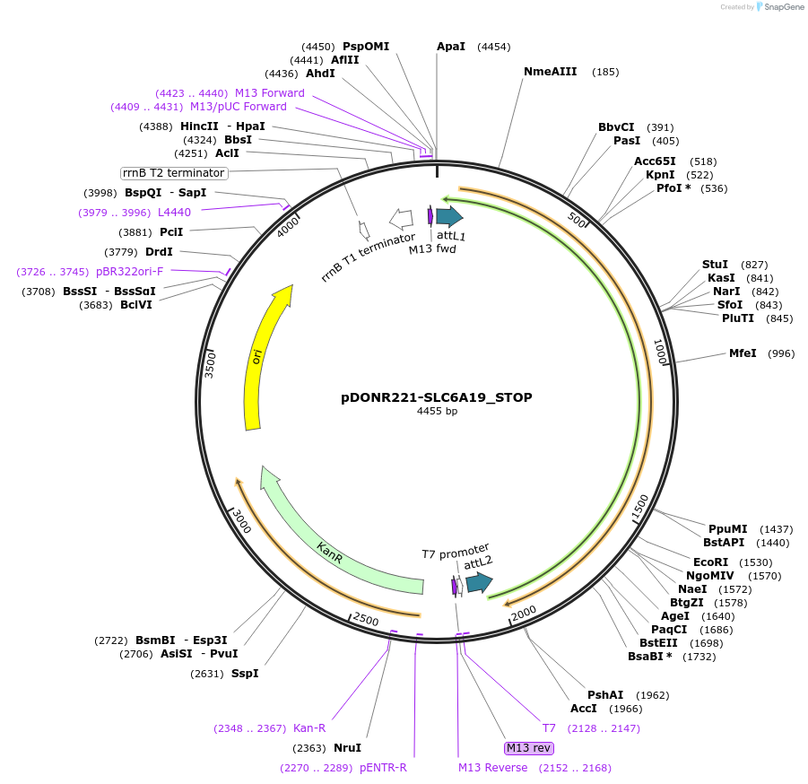 161397-plasmid-map-sequence-id-355048