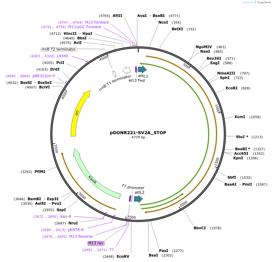 161423-plasmid-map-sequence-id-355049