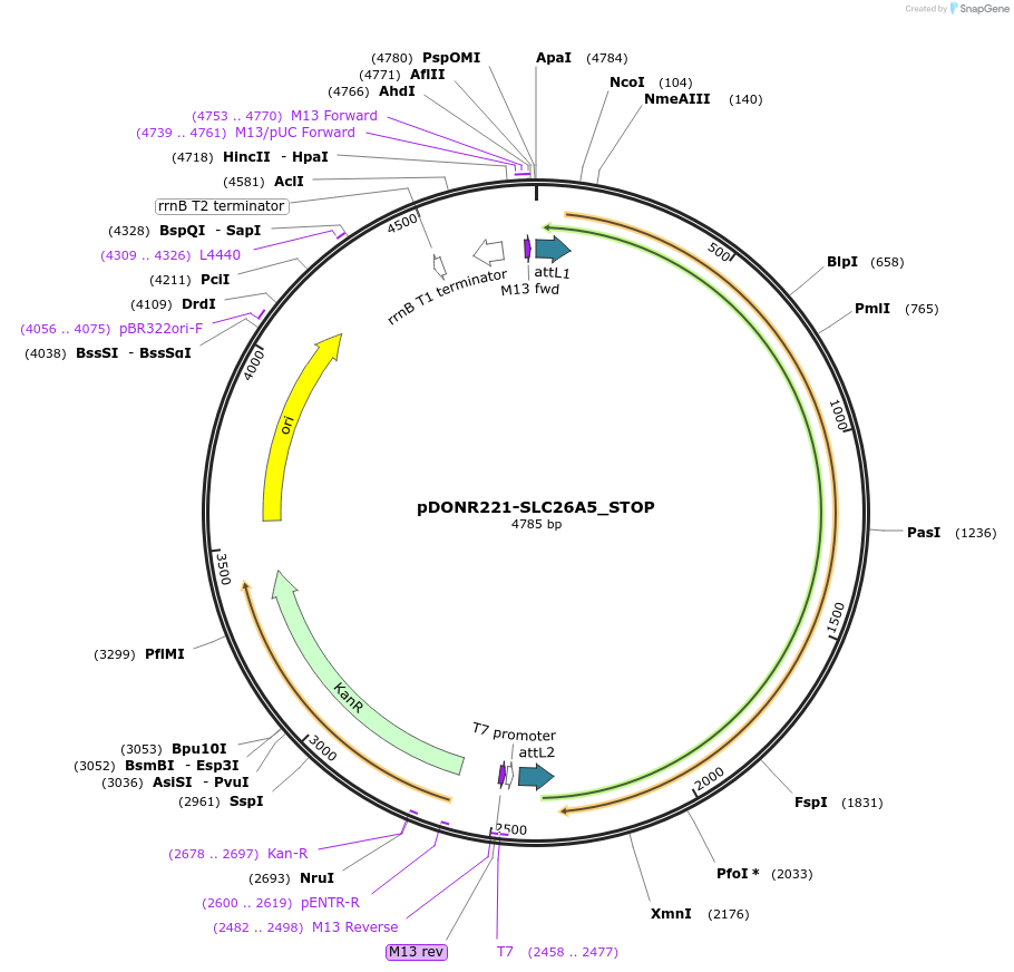 161210-plasmid-map-sequence-id-355051