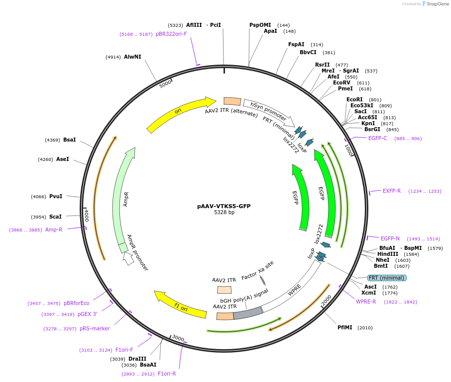 178713-plasmid-map-sequence-id-355052