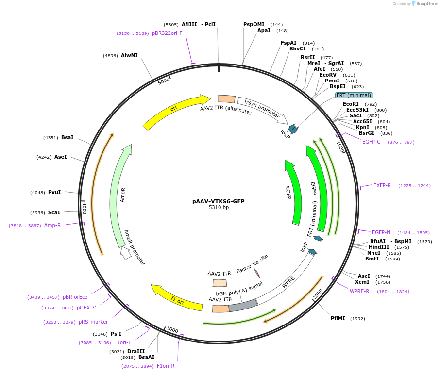 178714-plasmid-map-sequence-id-355053