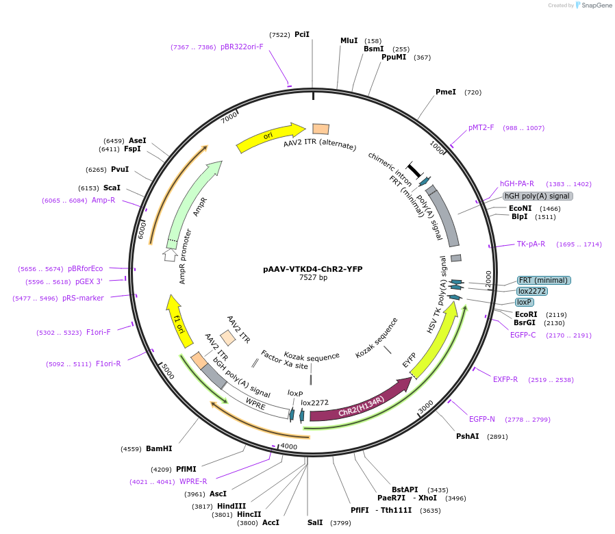178721-plasmid-map-sequence-id-355055