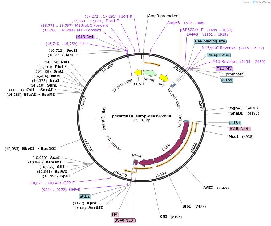 177788-plasmid-map-sequence-id-355056