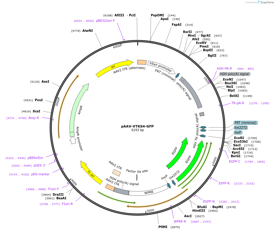178712-plasmid-map-sequence-id-355061