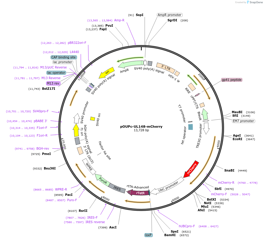 179279-plasmid-map-sequence-id-355068