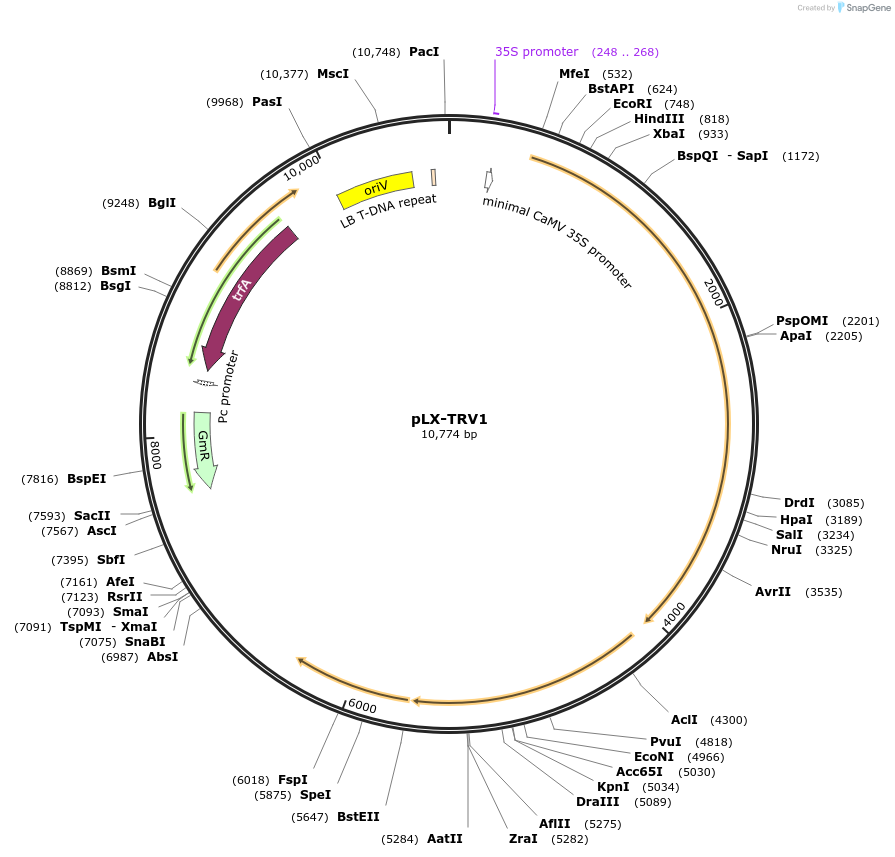 180515-plasmid-map-sequence-id-355072