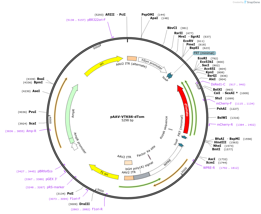 178720-plasmid-map-sequence-id-355074
