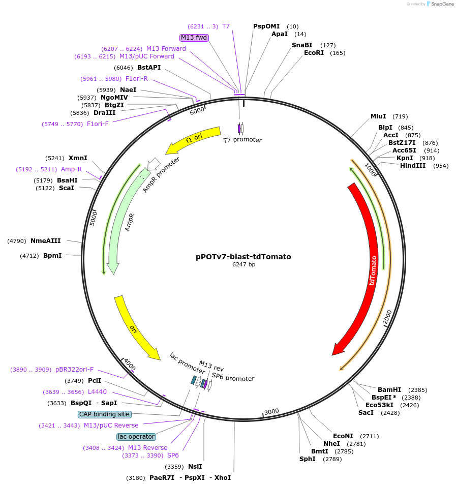 179794-plasmid-map-sequence-id-355079