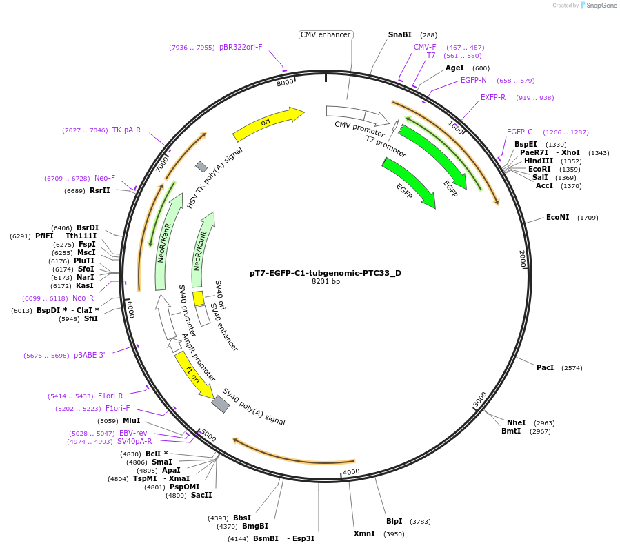 146144-plasmid-map-sequence-id-355084