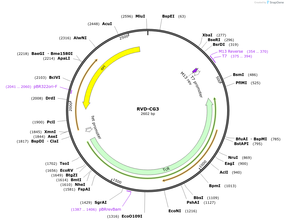 173310-plasmid-map-sequence-id-355091